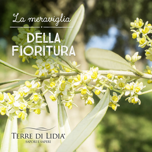 fioritura ulivo