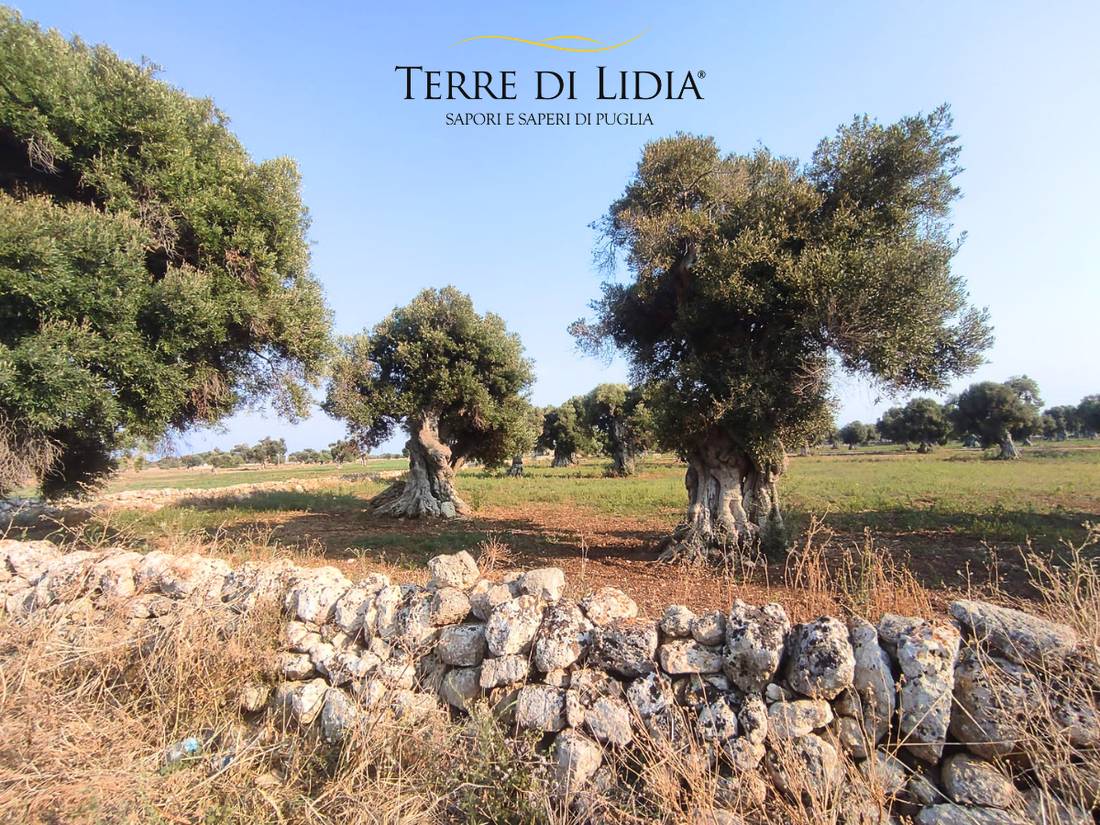 Terre di Lidia: la nostra storia nasce dalla terra