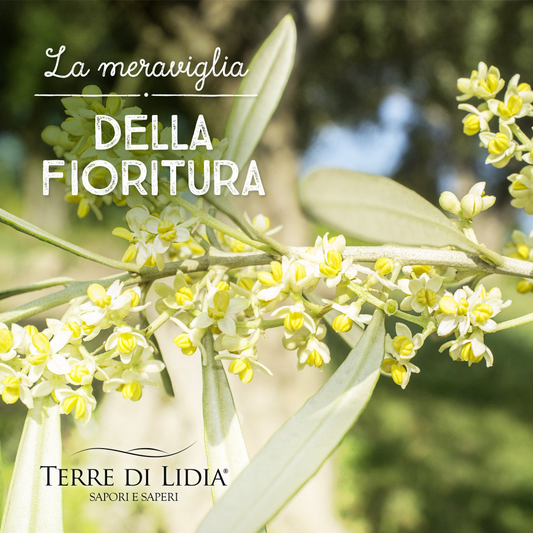 fioritura ulivo