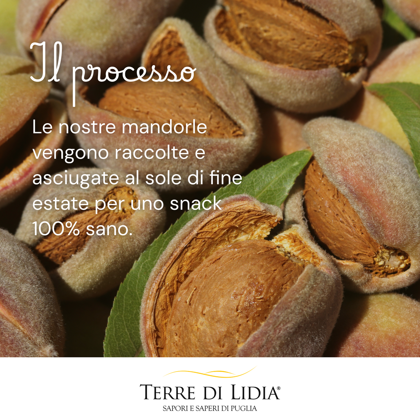 Mandorle dolci grezze sgusciate (4 Confezioni da 500g)