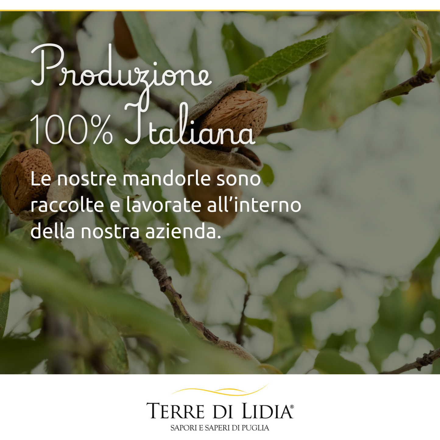 Mandorle dolci grezze sgusciate (4 Confezioni da 500g)