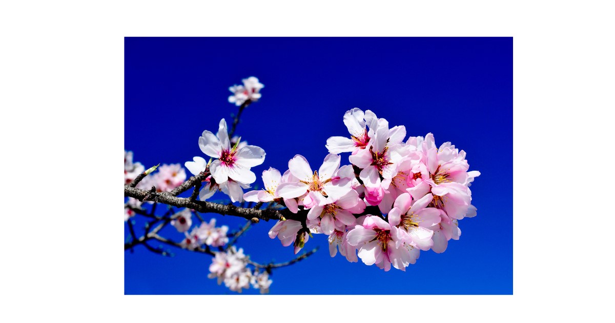 mandorle in fiore in puglia